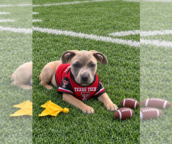 Medium Photo #1 Boxer-Unknown Mix Puppy For Sale in Euless, TX, USA
