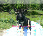 Small #4 German Shepherd Dog