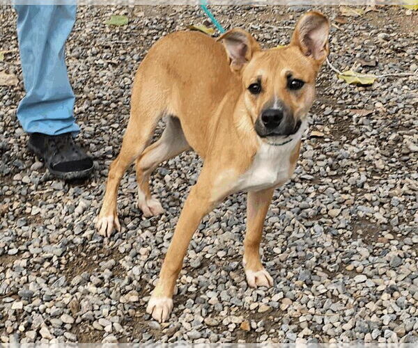 Medium Photo #1 Mutt Puppy For Sale in Salt Lake City, UT, USA