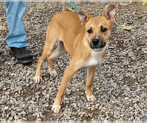 Mutt Dogs for adoption in Salt Lake City, UT, USA