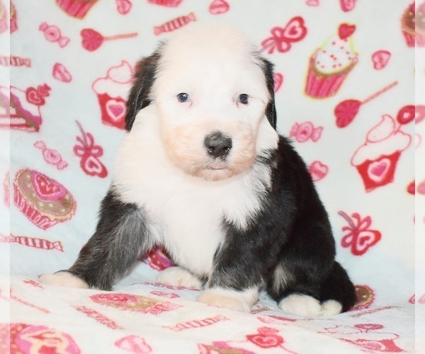 Medium Photo #7 Sheepadoodle Puppy For Sale in ASPERMONT, TX, USA
