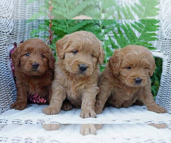 Medium Photo #3 Goldendoodle (Miniature) Puppy For Sale in WITHEE, WI, USA