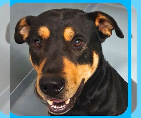 Medium Photo #1 Rottweiler-Unknown Mix Puppy For Sale in Sheboygan, WI, USA