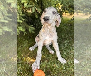 Great Dane Puppy for sale in MIDDLEBURY, IN, USA