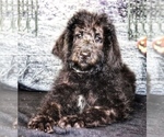 Small Photo #7 Labradoodle Puppy For Sale in BURNS, TN, USA
