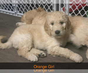 Goldendoodle Puppy for sale in DE PERE, WI, USA