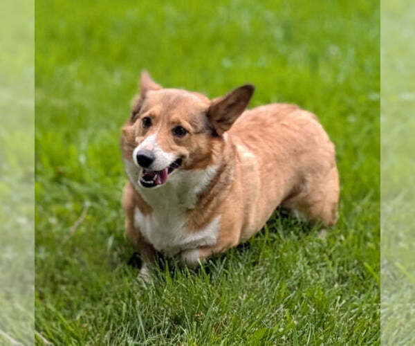 Medium Photo #1 Pembroke Welsh Corgi Puppy For Sale in GOSHEN, IN, USA