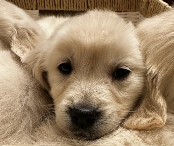 Medium Photo #7 Golden Retriever Puppy For Sale in HIDALGO, IL, USA