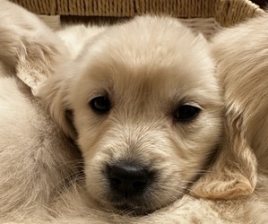 Medium Golden Retriever