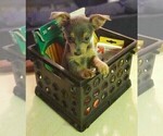 Small Photo #10 Chorkie-Yorkshire Terrier Mix Puppy For Sale in PHILADELPHIA, PA, USA
