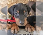 Puppy Rosita Doberman Pinscher
