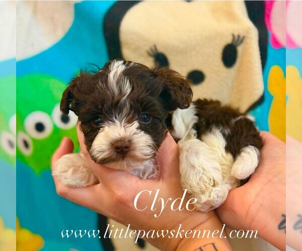 Medium Photo #1 Poodle (Toy)-Schnoodle (Miniature) Mix Puppy For Sale in WINNSBORO, LA, USA