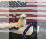 Small #1 Shih Tzu