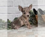 Small #9 Chihuahua
