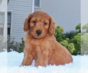 Goldendoodle-Poodle (Miniature) Mix Puppy for sale in GORDONVILLE, PA, USA