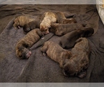 Small Photo #2 Plott Hound Puppy For Sale in MIDVALE, UT, USA