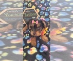 Small Photo #5 Yorkshire Terrier Puppy For Sale in AKRON, OH, USA