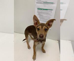 Chipin Dogs for adoption in Berkeley , CA, USA