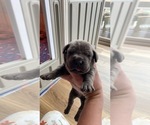 Small Photo #7 Cane Corso Puppy For Sale in HEREFORD, AZ, USA
