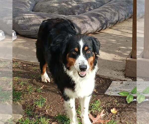 Medium Photo #1 Australian Shepherd Puppy For Sale in Aurora, IN, USA