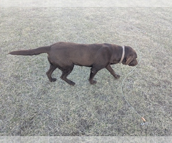 Medium Photo #1 Golden Labrador Puppy For Sale in CAMERON, MO, USA