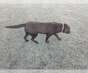 Father of the Golden Labrador puppies born on 01/01/2026