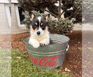 Pembroke Welsh Corgi Puppy for sale in MIDDLEBURY, IN, USA