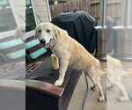 Small #1 Great Pyrenees Mix