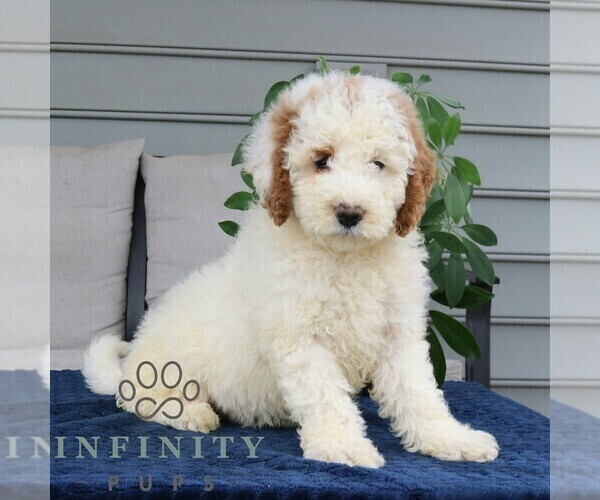 Medium Photo #3 Goldendoodle Puppy For Sale in NARVON, PA, USA