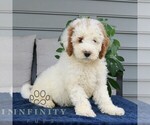Small #2 Goldendoodle