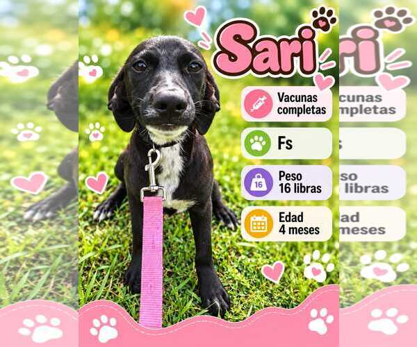 Medium Photo #1 Chihuahua-Labrador Retriever Mix Puppy For Sale in Virginia Beach, VA, USA