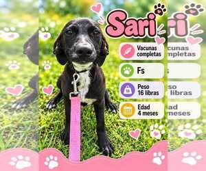 Chihuahua-Labrador Retriever Mix Dogs for adoption in Virginia Beach, VA, USA