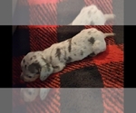 Puppy Rusty Dachshund