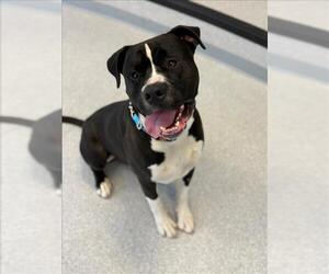 American Bulldog Dogs for adoption in Toronto, Ontario, Canada
