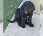Small F2 Aussiedoodle-Goldendoodle Mix