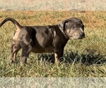 Small Photo #27 Catahoula Leopard Dog Puppy For Sale in BUSHNELL, IL, USA