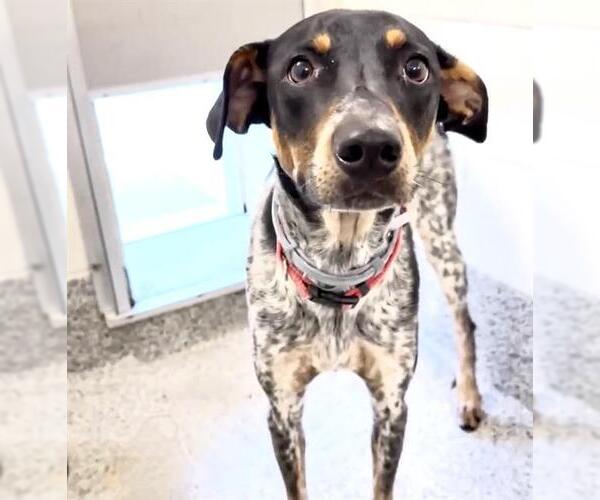 Medium Photo #1 Pointer Puppy For Sale in Houston, TX, USA