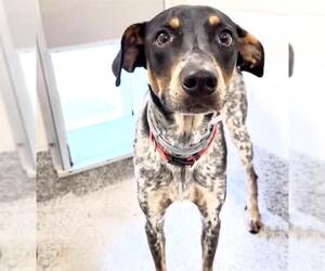 Pointer Dogs for adoption in Houston, TX, USA