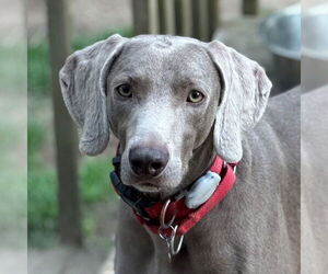 Weimaraner Dogs for adoption in Canton, CT, USA