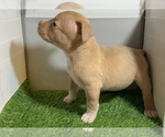 Small #13 American Bully