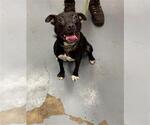 Small American Pit Bull Terrier