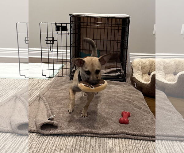 Medium Photo #2 Mutt Puppy For Sale in Oakhurst, NJ, USA