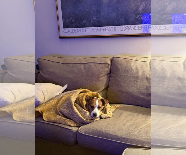 Medium Photo #25 Mutt Puppy For Sale in Philadelphia, PA, USA