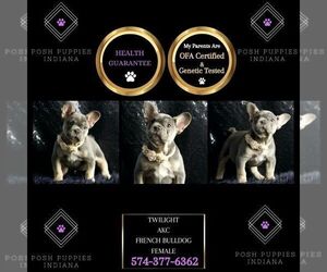 French Bulldog Puppy for sale in WARSAW, IN, USA
