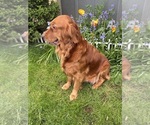 Small Photo #1 Golden Retriever Puppy For Sale in VANCOUVER, WA, USA