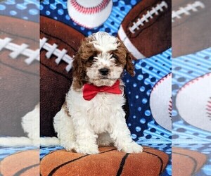 Cavapoo Puppy for sale in CHRISTIANA, PA, USA