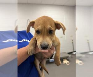 Labrador Retriever-Unknown Mix Dogs for adoption in Corpus Christi, TX, USA