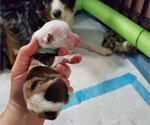 Puppy Bishop Miniature Australian Shepherd
