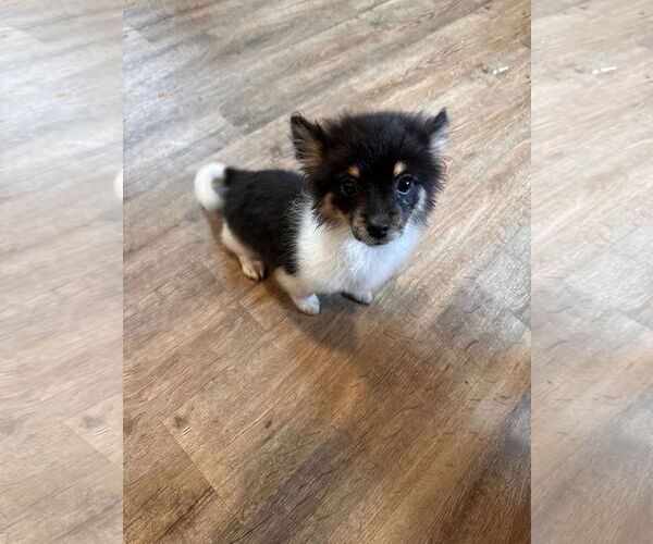Medium Photo #3 Pomeranian-Unknown Mix Puppy For Sale in Pacolet, SC, USA