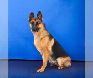 LUCY - Female German Shepherd Dog Dog for Adoption - Photo #2